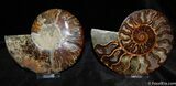 Phenominal Cut and Polished Ammonite #378-1